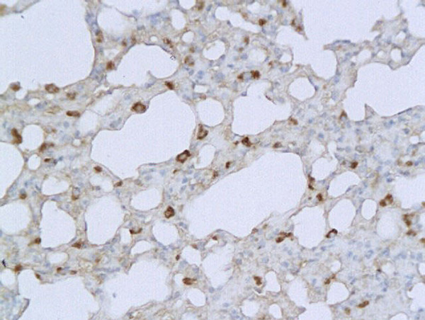 IL-1 Beta Antibody in Immunohistochemistry (Paraffin) (IHC (P))