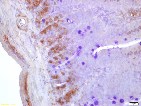 Neurogenin 3 Antibody in Immunohistochemistry (Paraffin) (IHC (P))