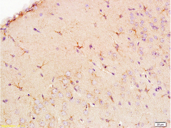 EAAT1 Antibody in Immunohistochemistry (Paraffin) (IHC (P))