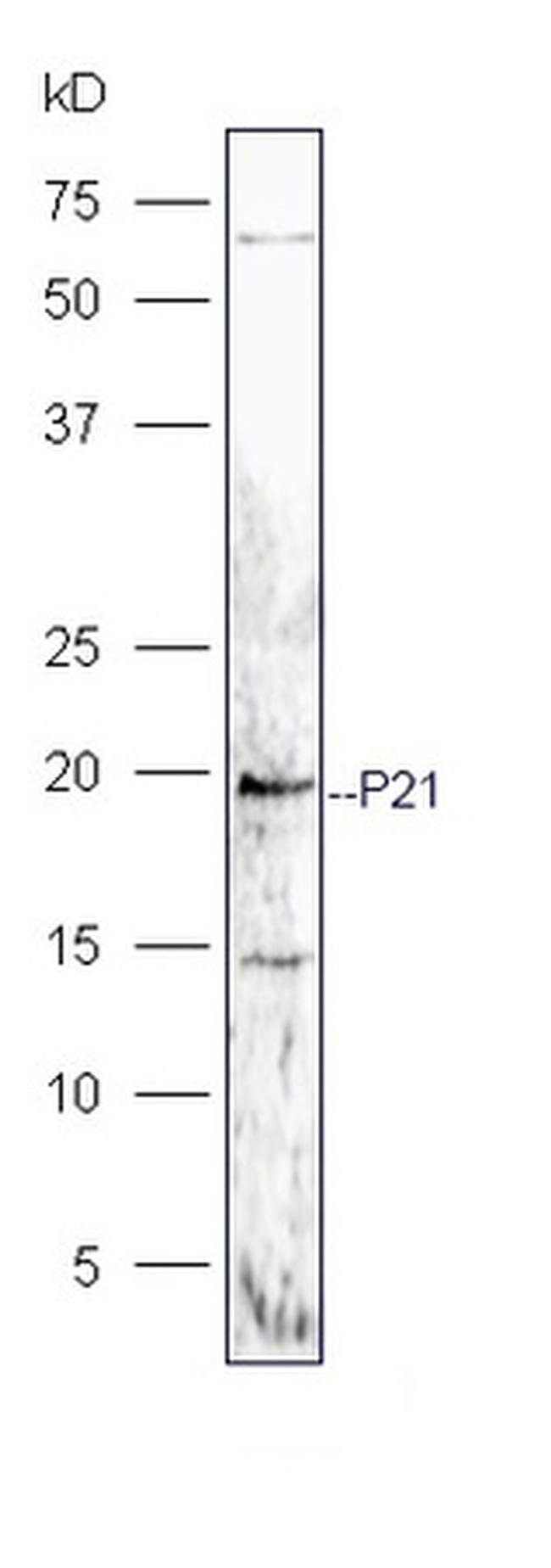 P21 Antibody in Western Blot (WB)
