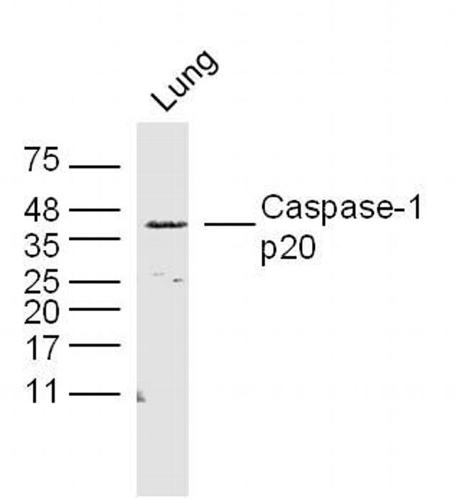 Caspase-1 p20 Antibody in Western Blot (WB)