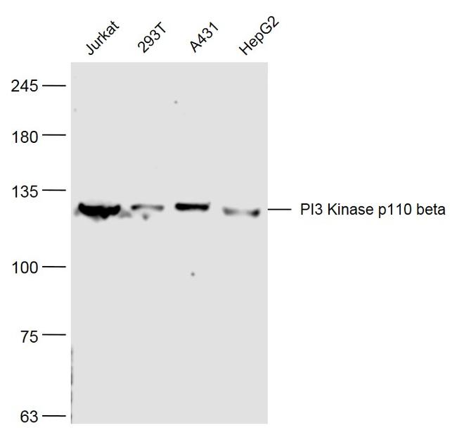 PI3 Kinase p110 beta Antibody in Western Blot (WB)
