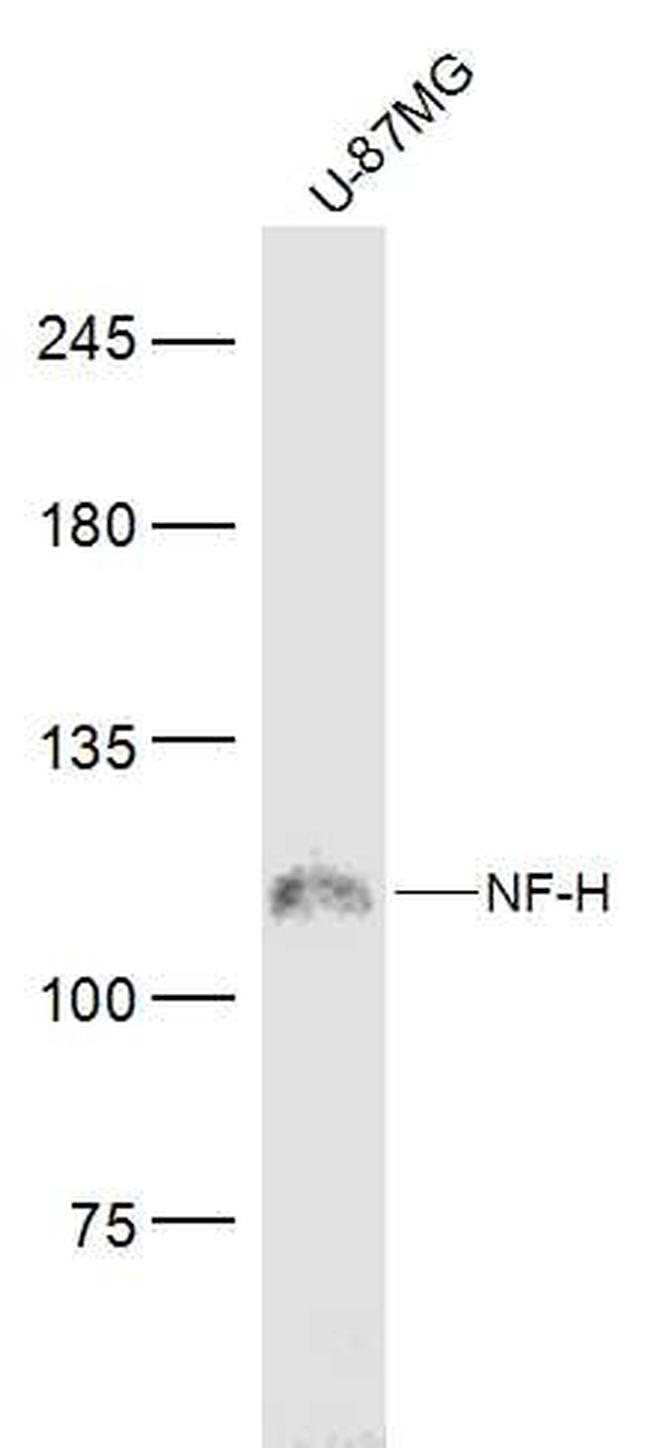 NF-H Antibody in Western Blot (WB)