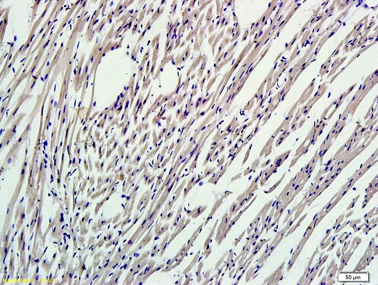 Nrf2 Antibody in Immunohistochemistry (Paraffin) (IHC (P))