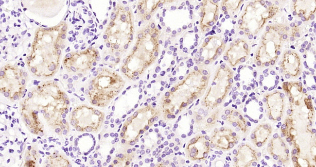 Cystatin-C Antibody in Immunohistochemistry (Paraffin) (IHC (P))