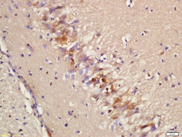 Epac2 Antibody in Immunohistochemistry (Paraffin) (IHC (P))