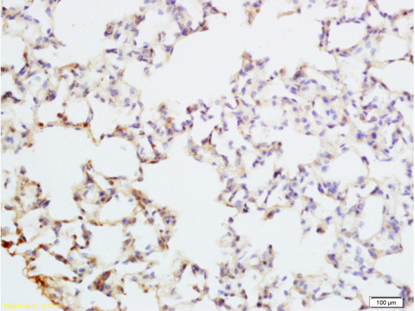 PAX9 Antibody in Immunohistochemistry (Paraffin) (IHC (P))