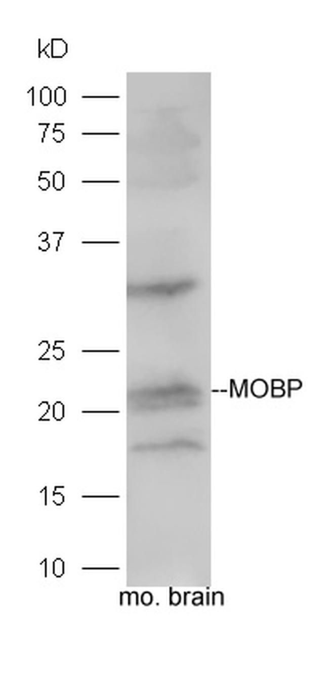 MOBP Antibody in Western Blot (WB)