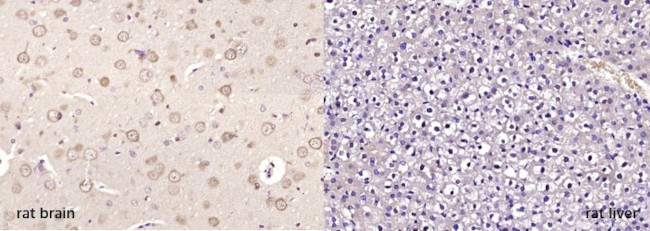 NG/Neurogranin Antibody in Immunohistochemistry (Paraffin) (IHC (P))