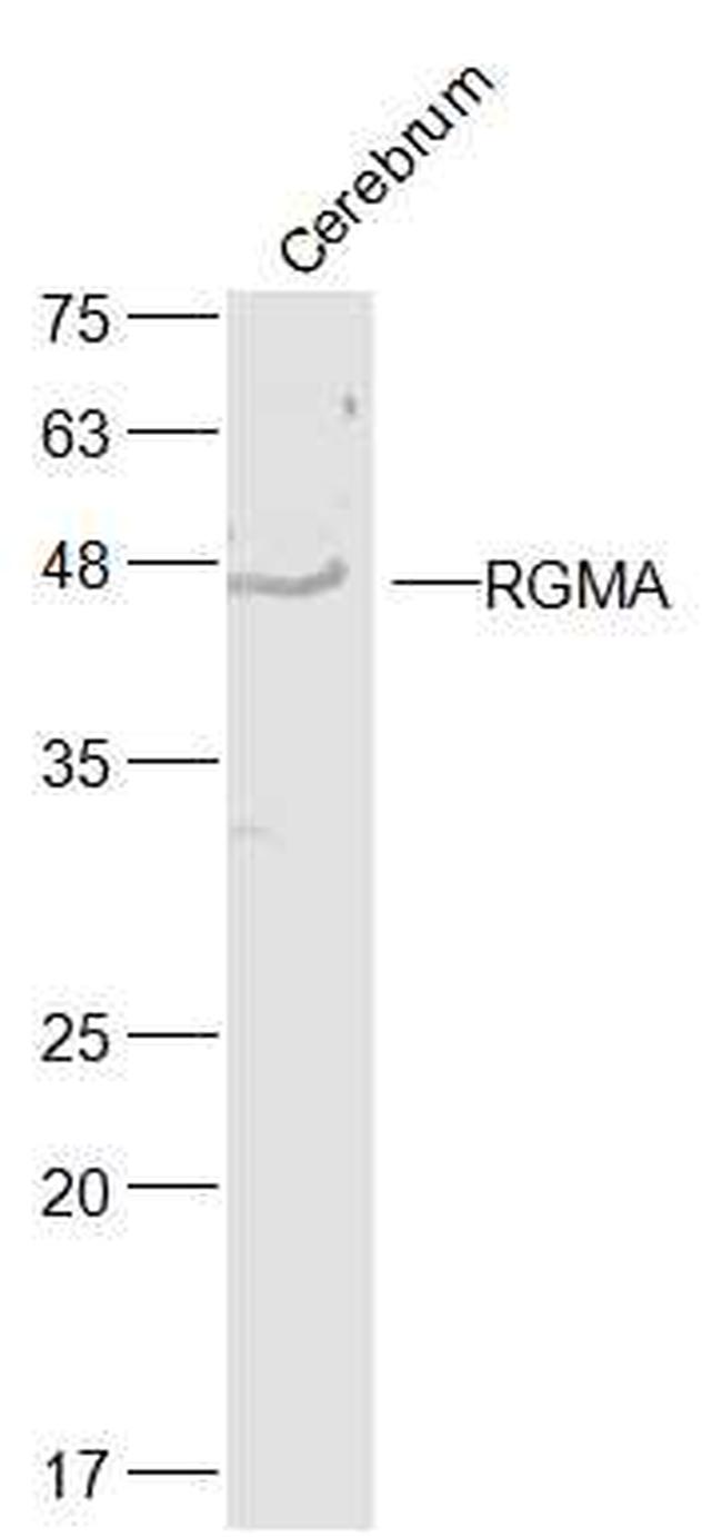 RGMA Antibody in Western Blot (WB)