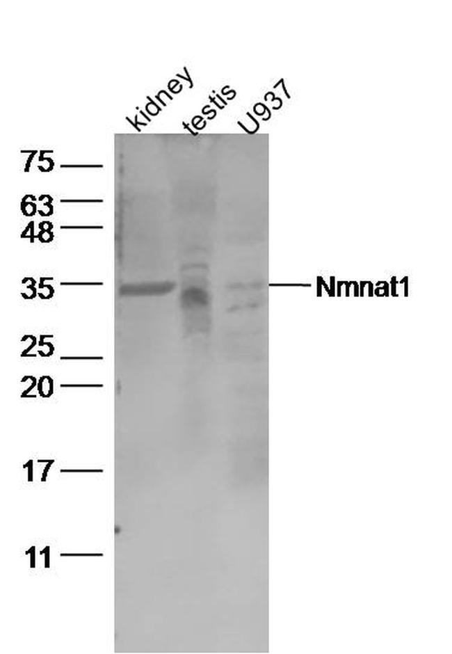 Nmnat1 Antibody in Western Blot (WB)