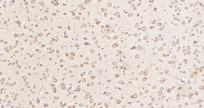 GMF beta Antibody in Immunohistochemistry (Paraffin) (IHC (P))