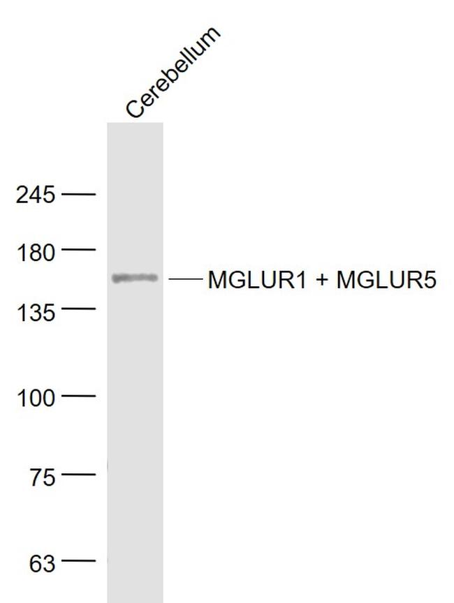 MGLUR1 + MGLUR5 Antibody in Western Blot (WB)
