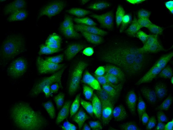 XIAP/BIRC4 Antibody in Immunocytochemistry (ICC/IF)