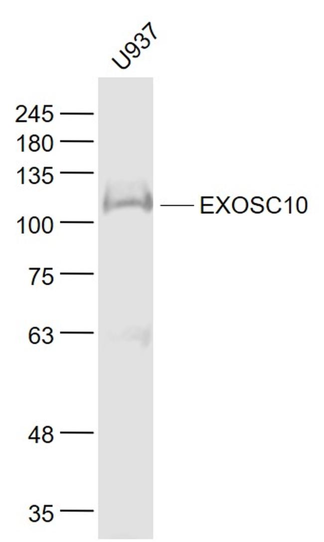 EXOSC10/PMSCL2 Antibody in Western Blot (WB)