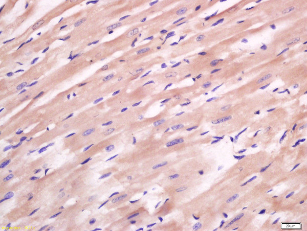 FAM134B Antibody in Immunohistochemistry (Paraffin) (IHC (P))