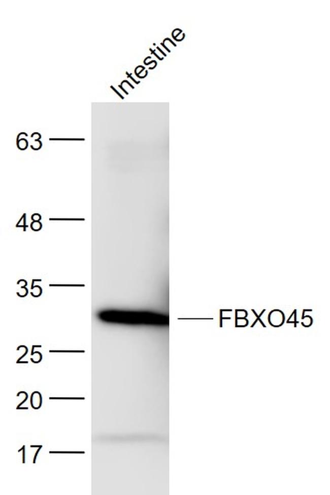 FBXO45 Antibody in Western Blot (WB)