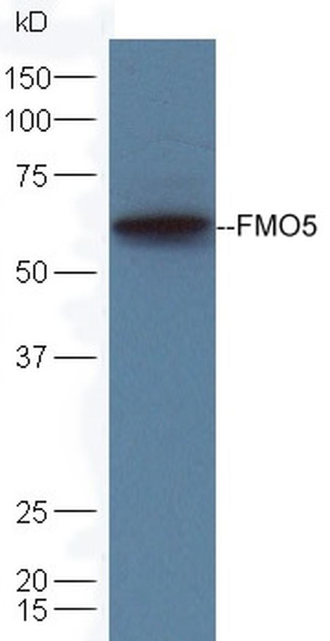 FMO5 Antibody in Western Blot (WB)