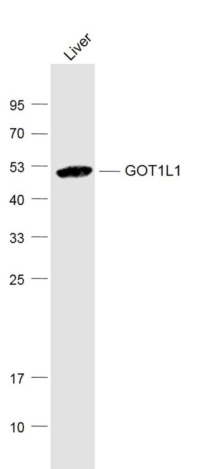 GOT1L1 Antibody in Western Blot (WB)