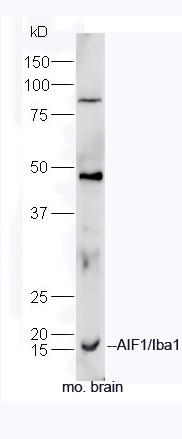 AIF1 Antibody in Immunohistochemistry (Paraffin) (IHC (P))