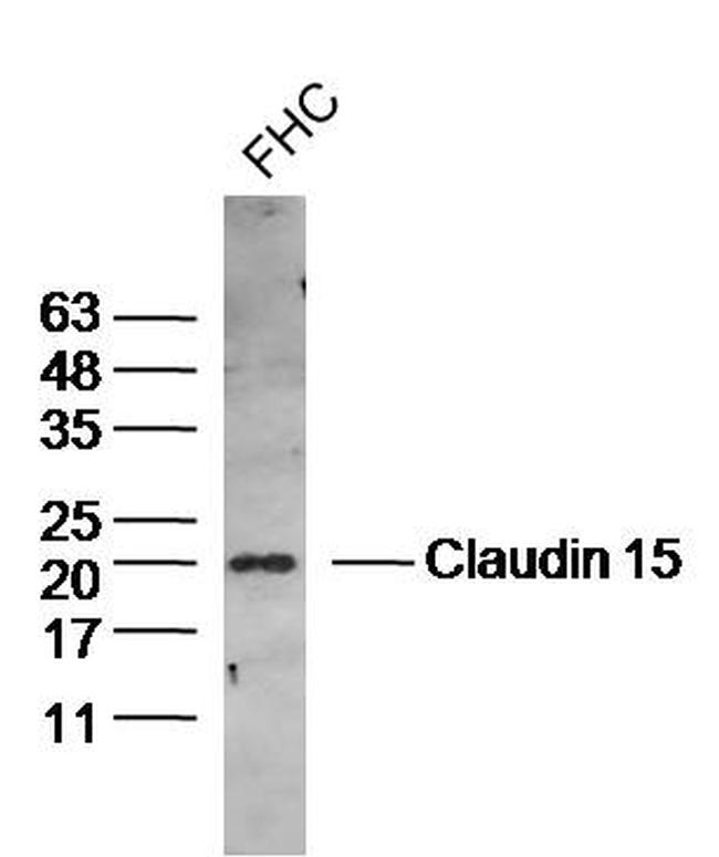 Claudin 15 Antibody in Western Blot (WB)