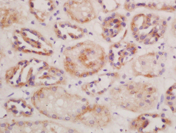 CD13/APN/ANPEN Antibody in Immunohistochemistry (Paraffin) (IHC (P))