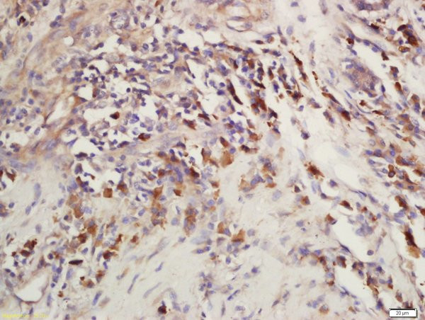 CEP120 Antibody in Immunohistochemistry (Paraffin) (IHC (P))