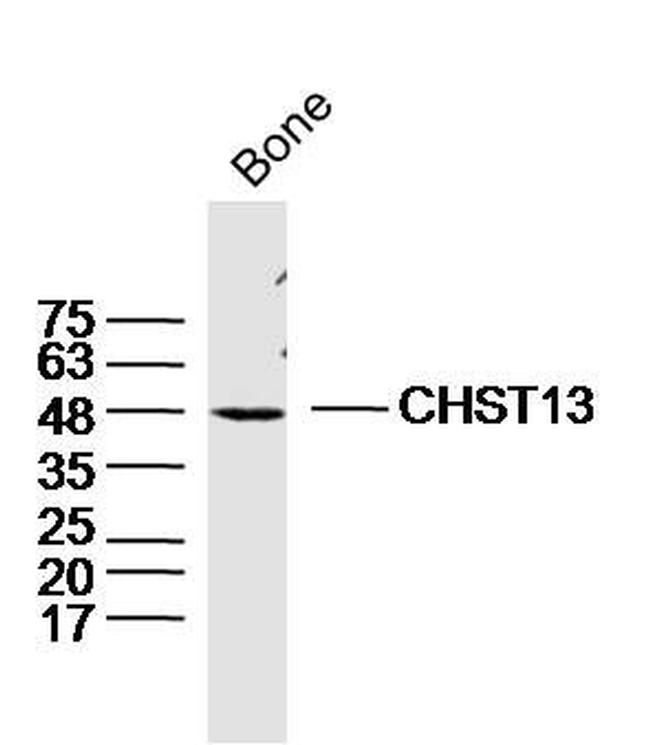 CHST13 Antibody in Western Blot (WB)