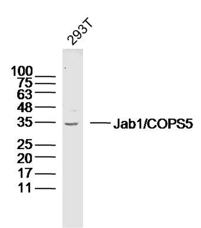 Jab1 Antibody in Western Blot (WB)