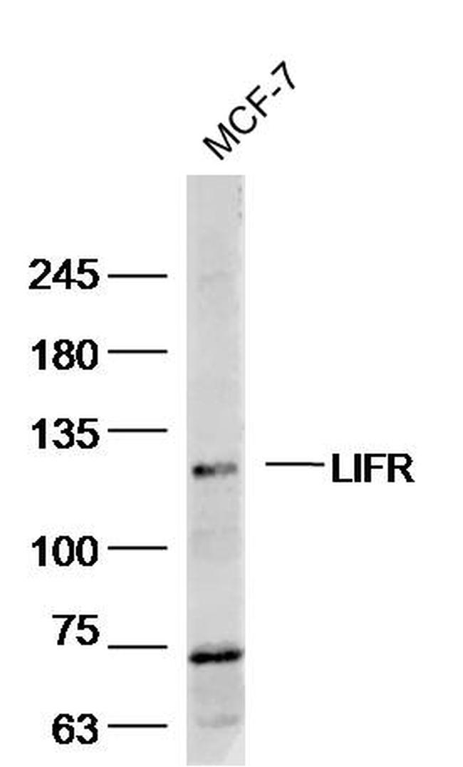 LIFR/CD118 Antibody in Western Blot (WB)