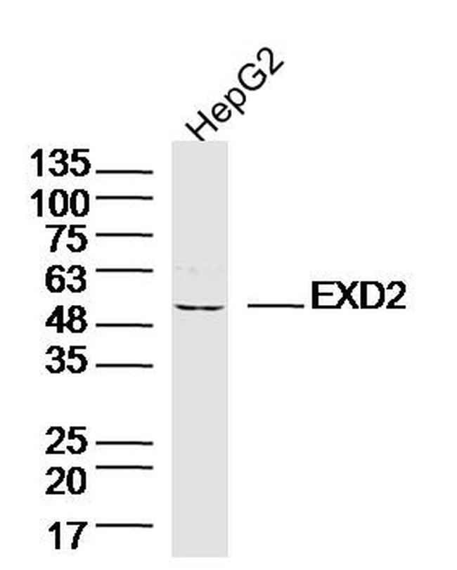 EXD2 Antibody in Western Blot (WB)
