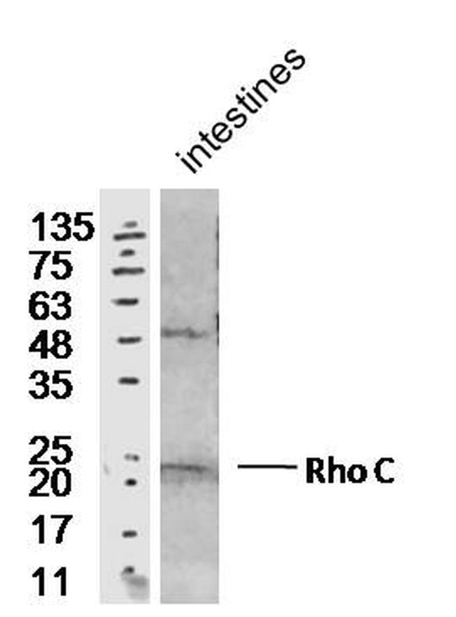 Rho C Antibody in Western Blot (WB)