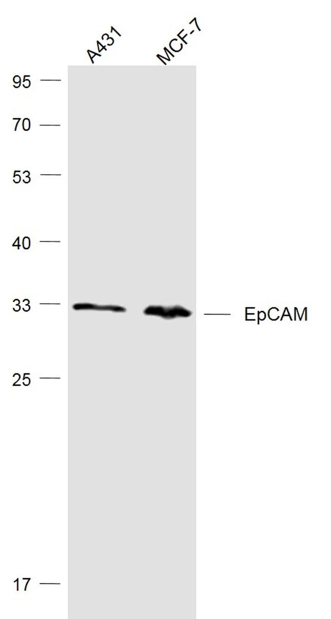 EpCAM/CD326 Antibody in Western Blot (WB)