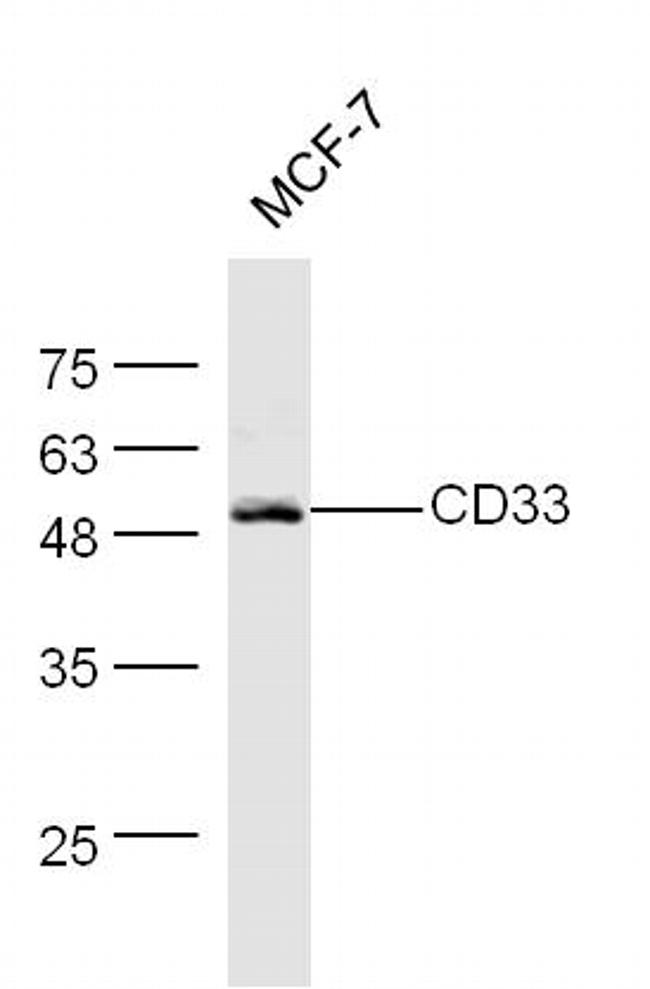 CD33 Antibody in Western Blot (WB)