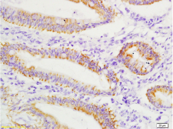 Slc4a7/Nbcn1 Antibody in Immunohistochemistry (Paraffin) (IHC (P))