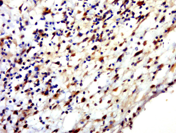 HENMT1 Antibody in Immunohistochemistry (Paraffin) (IHC (P))