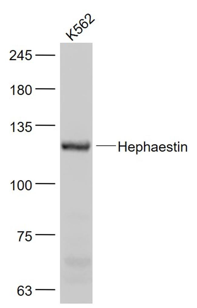 Hephaestin Antibody in Western Blot (WB)