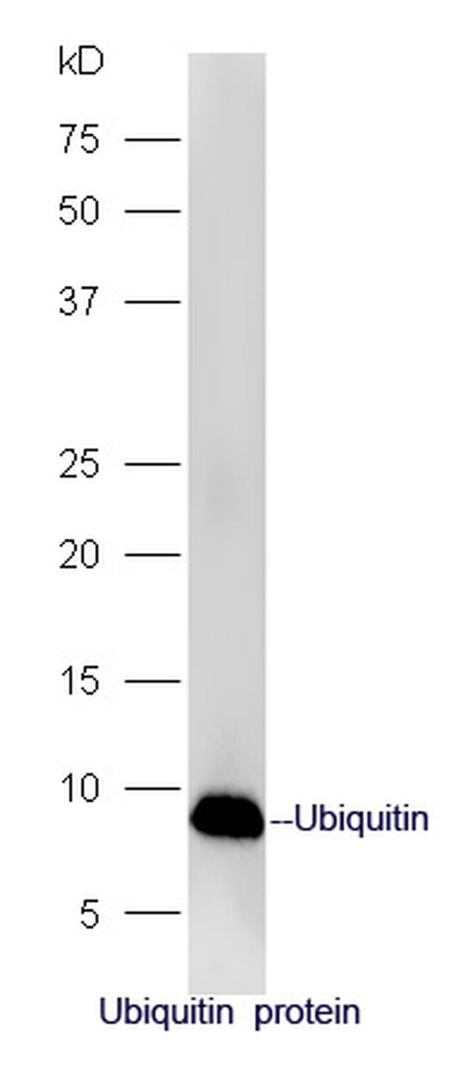 Ubiquitin Antibody in Western Blot (WB)