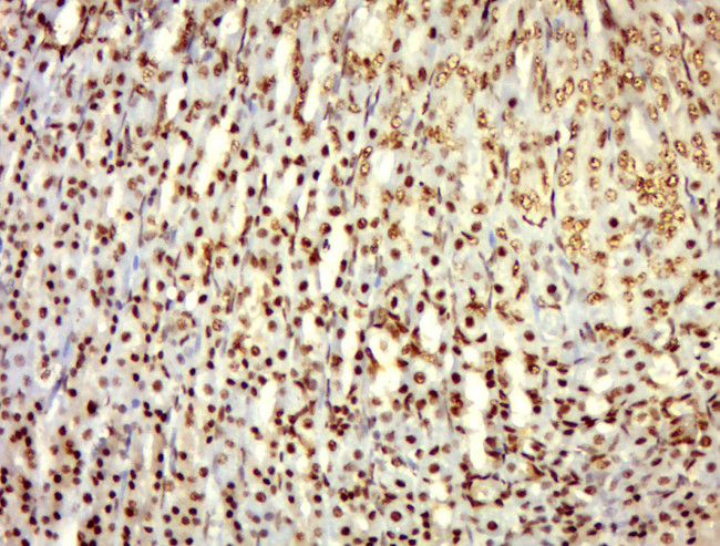 Phospho-alpha Adducin (Ser436) Antibody in Immunohistochemistry (Paraffin) (IHC (P))