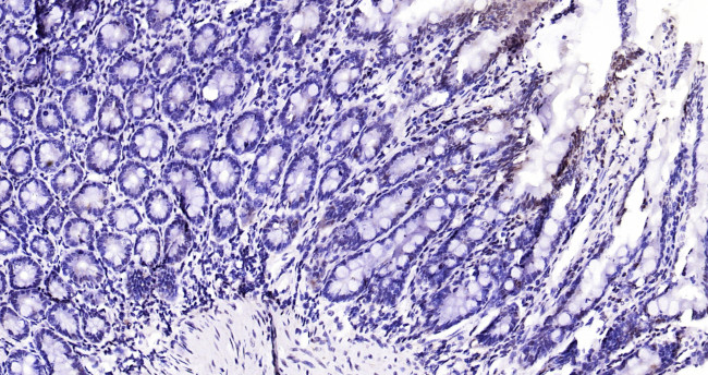 NCOA4 Antibody in Immunohistochemistry (Paraffin) (IHC (P))