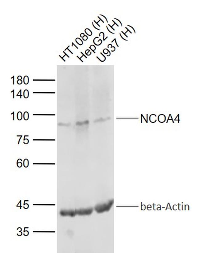 NCOA4 Antibody in Western Blot (WB)