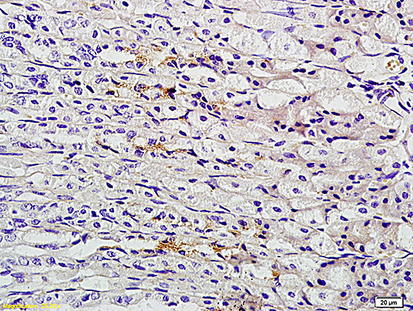 TFF2 Antibody in Immunohistochemistry (Paraffin) (IHC (P))