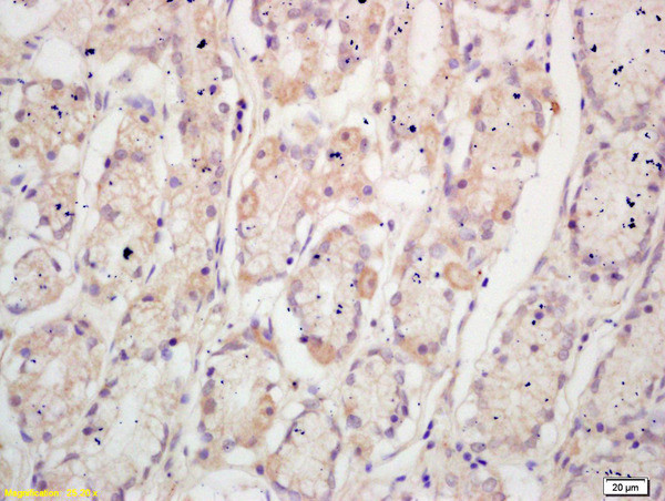 TFF2 Antibody in Immunohistochemistry (Paraffin) (IHC (P))