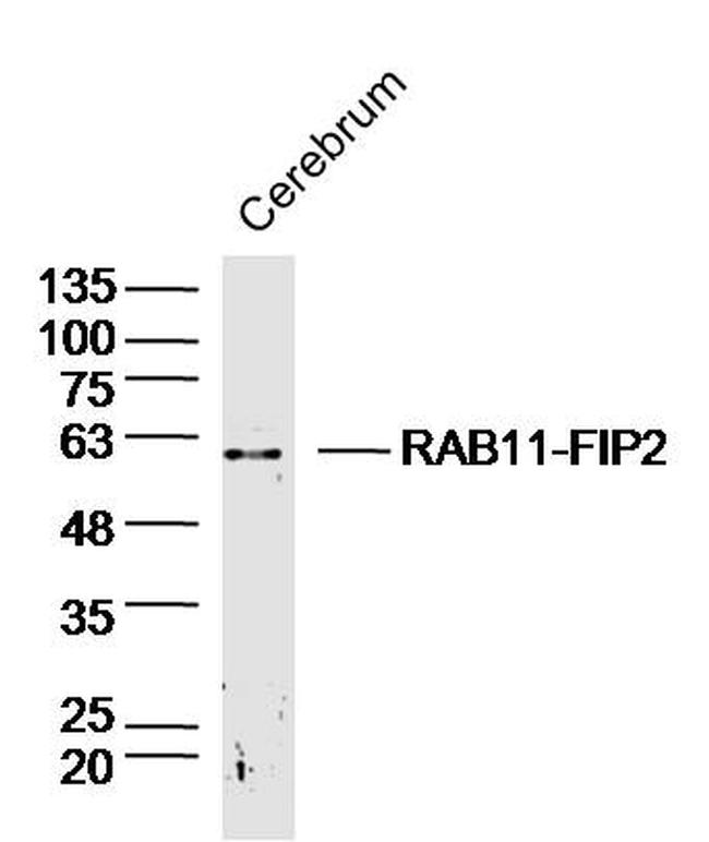 RAB11-FIP2 Antibody in Western Blot (WB)