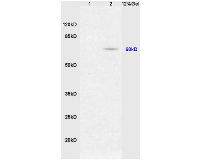 Phospho-Nrf2 (Ser40) Antibody in Western Blot (WB)