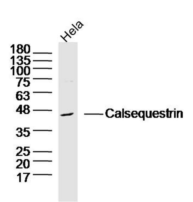 Calsequestrin-1 Antibody in Western Blot (WB)