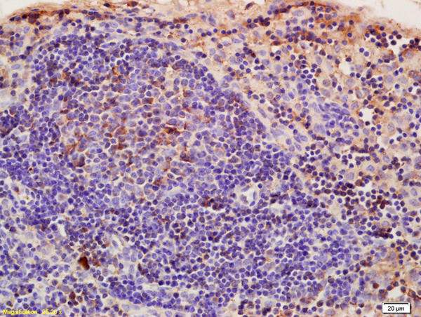 CRIM1 Antibody in Immunohistochemistry (Paraffin) (IHC (P))