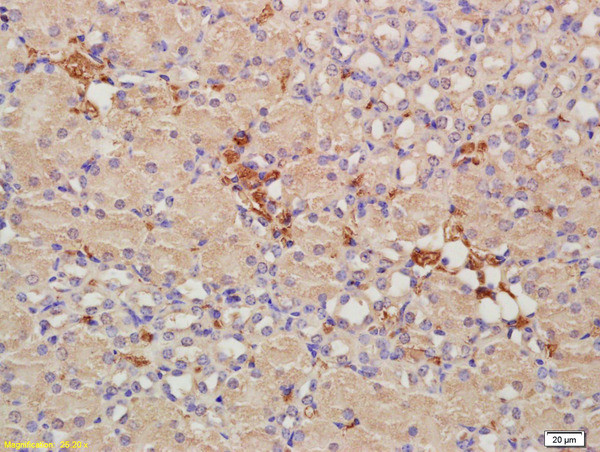 CRIM1 Antibody in Immunohistochemistry (Paraffin) (IHC (P))