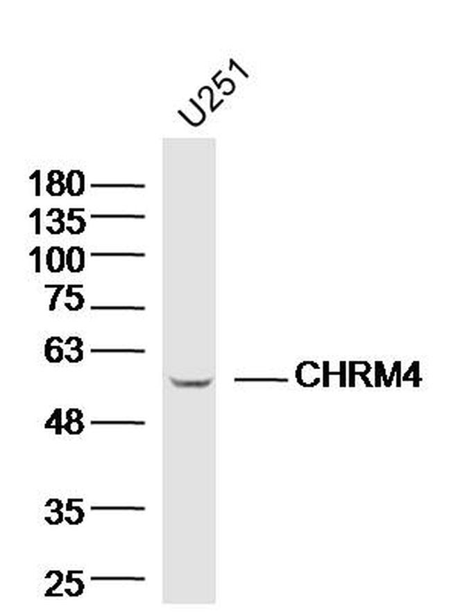 CHRM4 Antibody in Western Blot (WB)