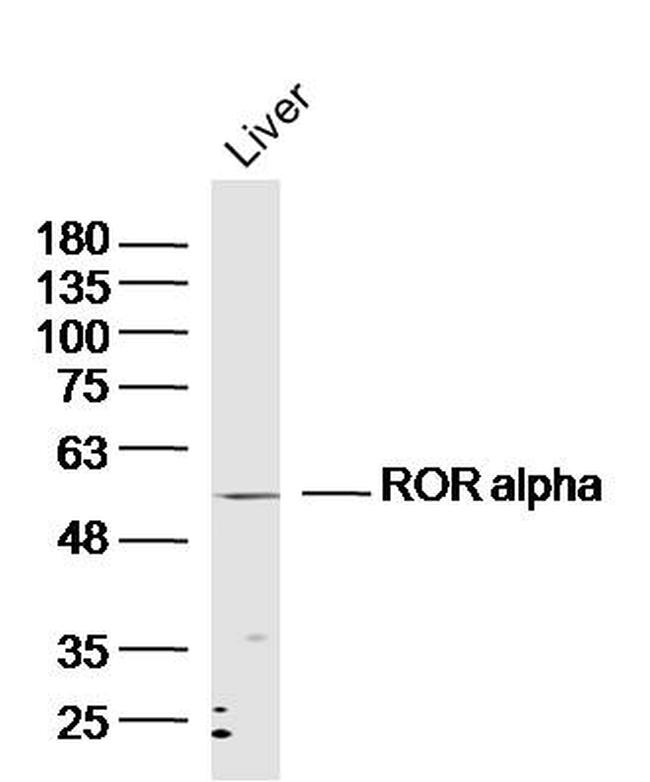 ROR alpha Antibody in Western Blot (WB)